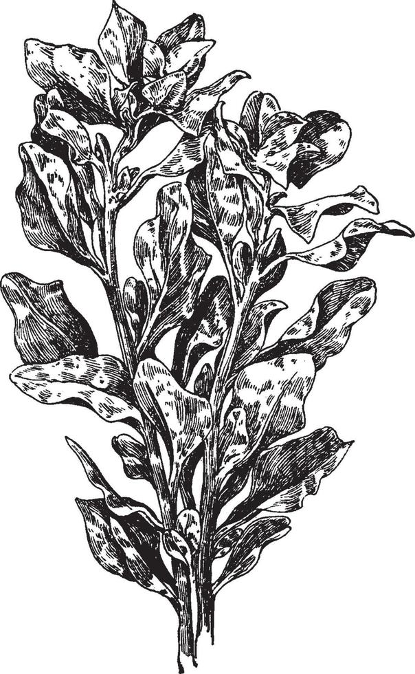 Atriplex Breweri vintage illustration. vector