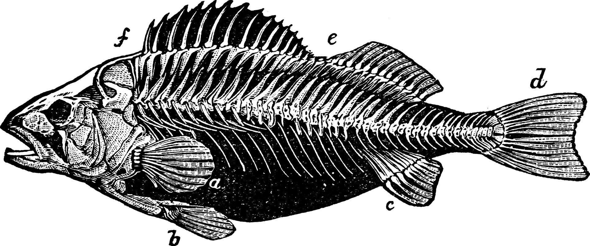 Skeleton of Perch, vintage illustration. vector