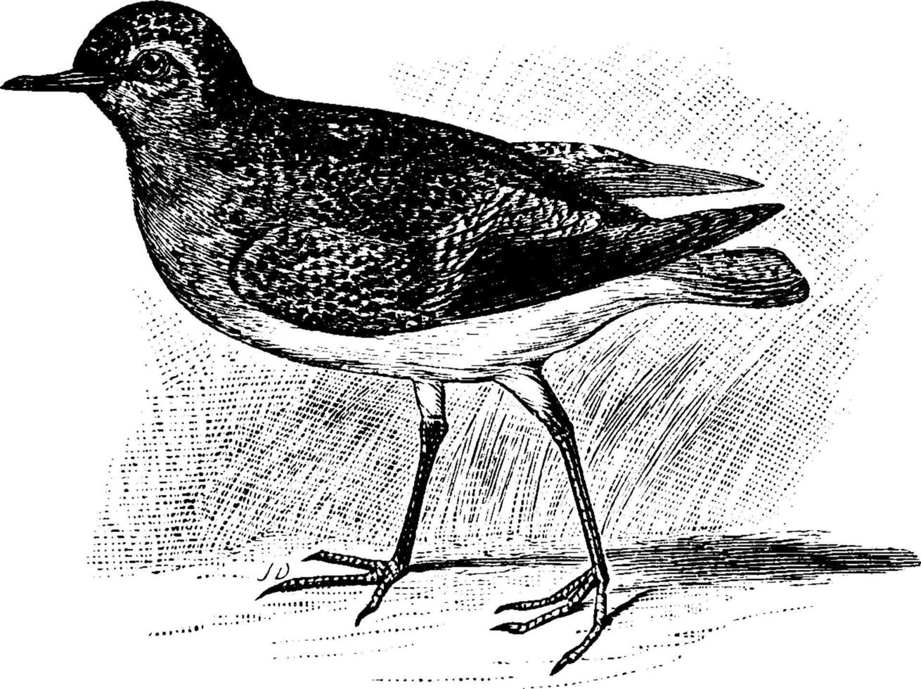 Golden Plover, vintage illustration. vector