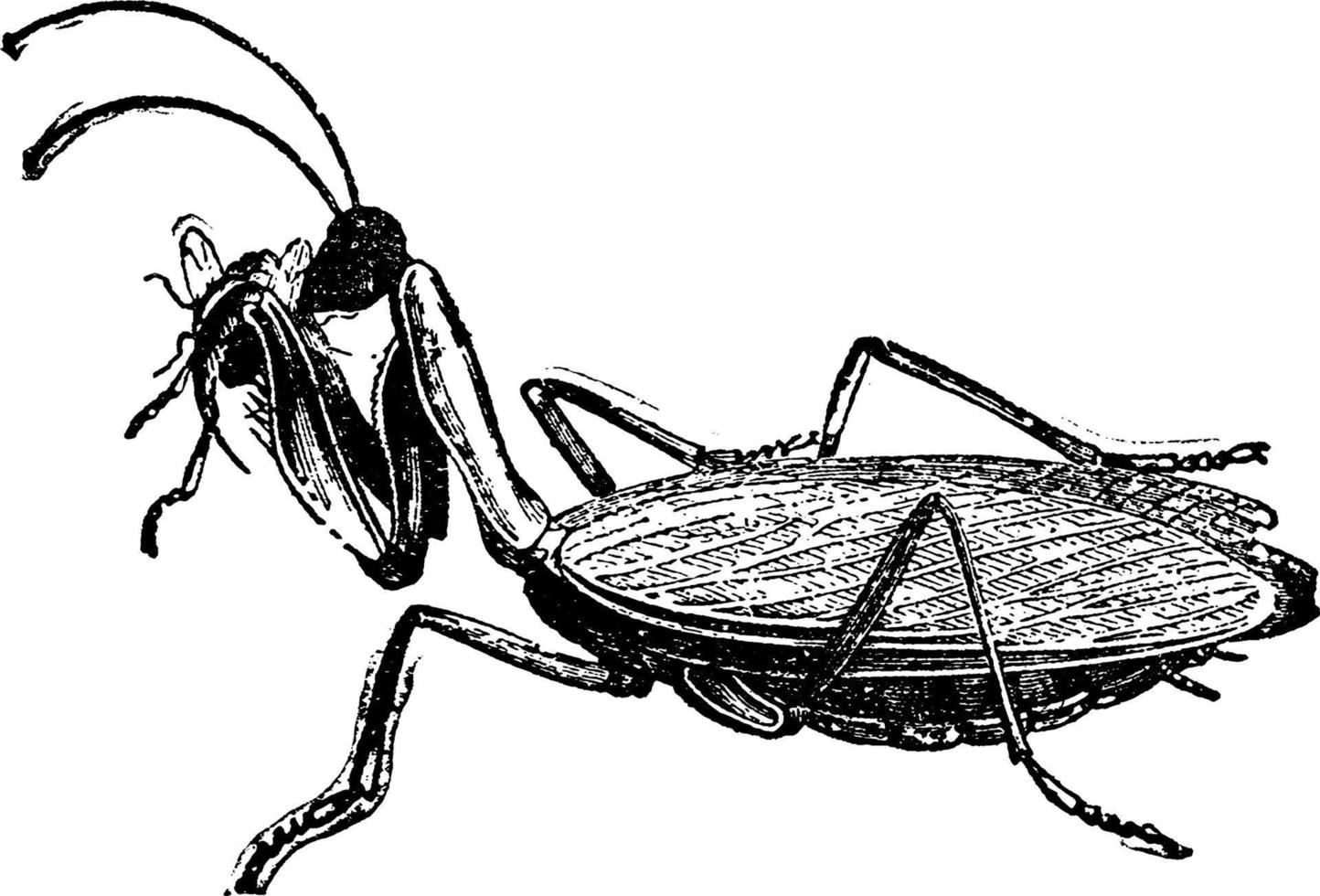 Mantis, vintage illustration. vector