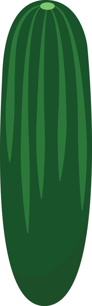 Fresh cucumber, illustration, vector on white background.