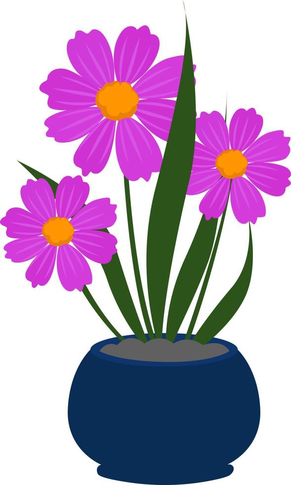 Aster mexicano, ilustración, vector sobre fondo blanco.