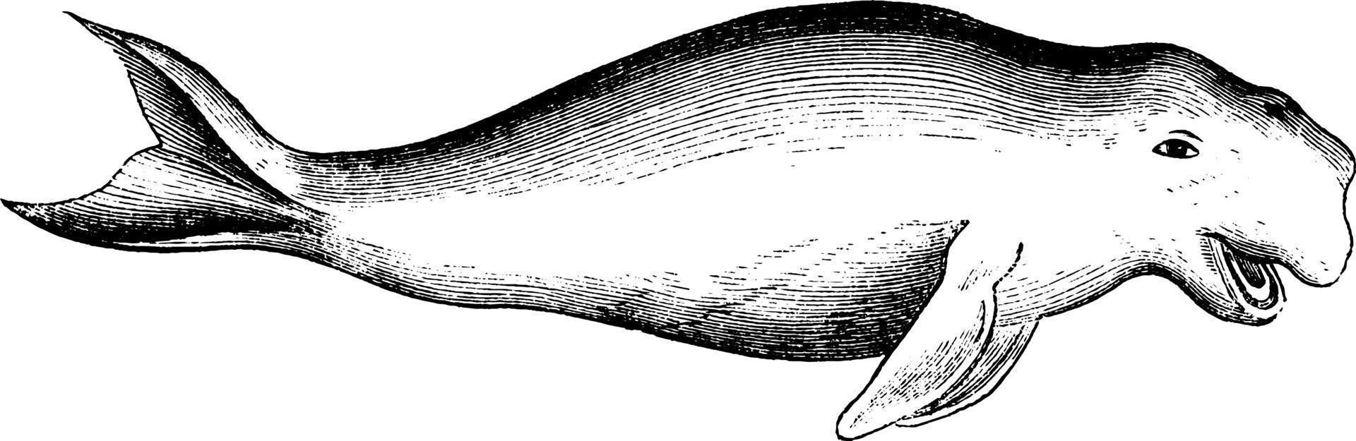 Dugong, vintage illustration. vector