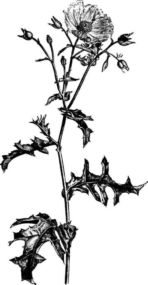 Inflorescence of Argemone Grandiflora vintage illustration. vector