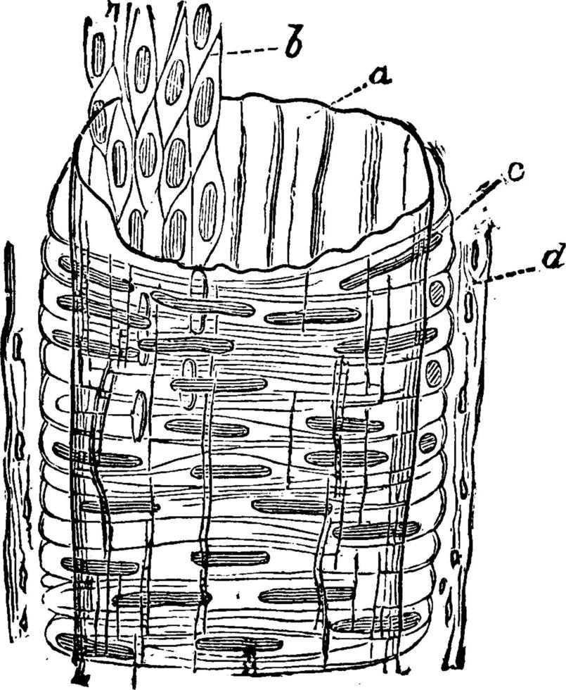 Structure of an Artery, vintage illustration. vector