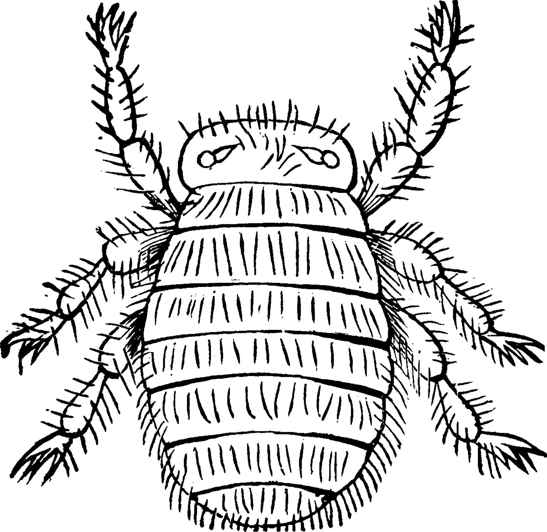 Bee Louse, vintage illustration. 13825850 Vector Art at Vecteezy