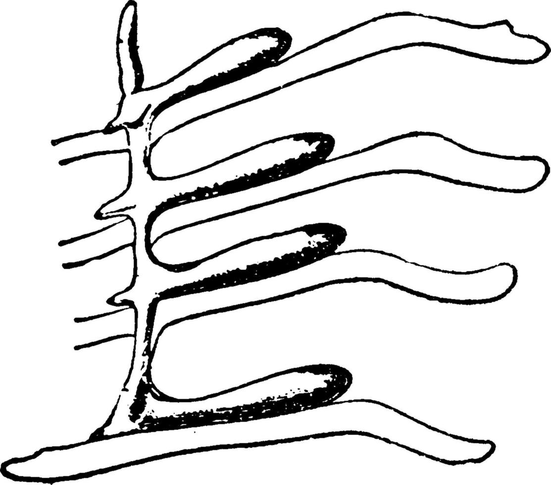 Limulus Polyphemus, vintage illustration. vector