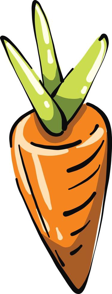 Fresh orange carrot, illustration, vector on a white background.