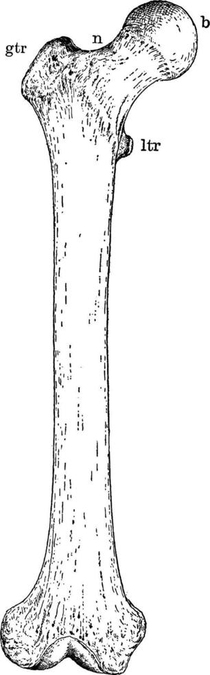 hueso del fémur humano, ilustración vintage. vector