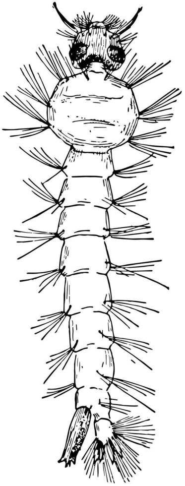 metamorfosis de un mosquito, ilustración antigua. vector