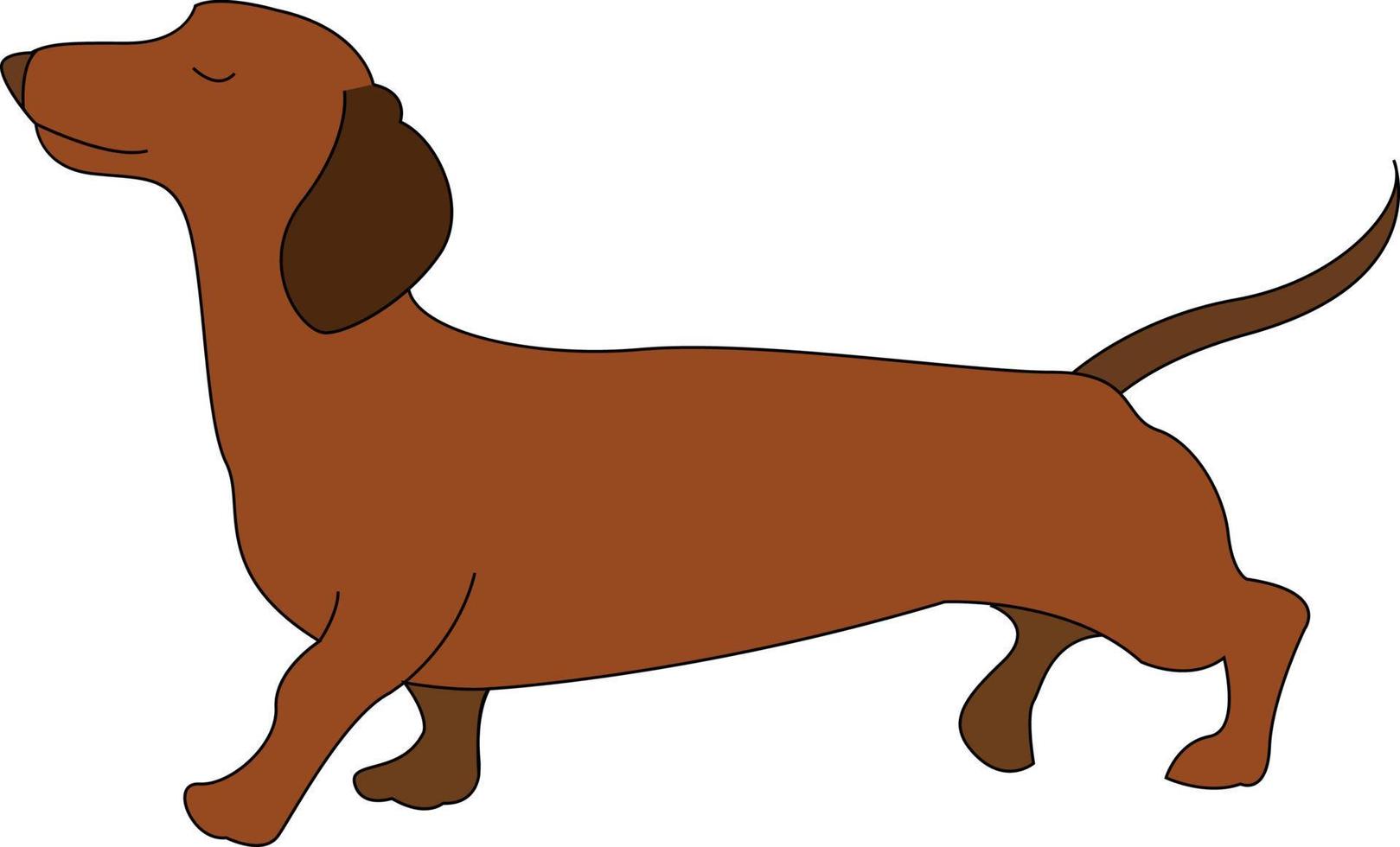 Dachshund dog, illustration, vector on white background.