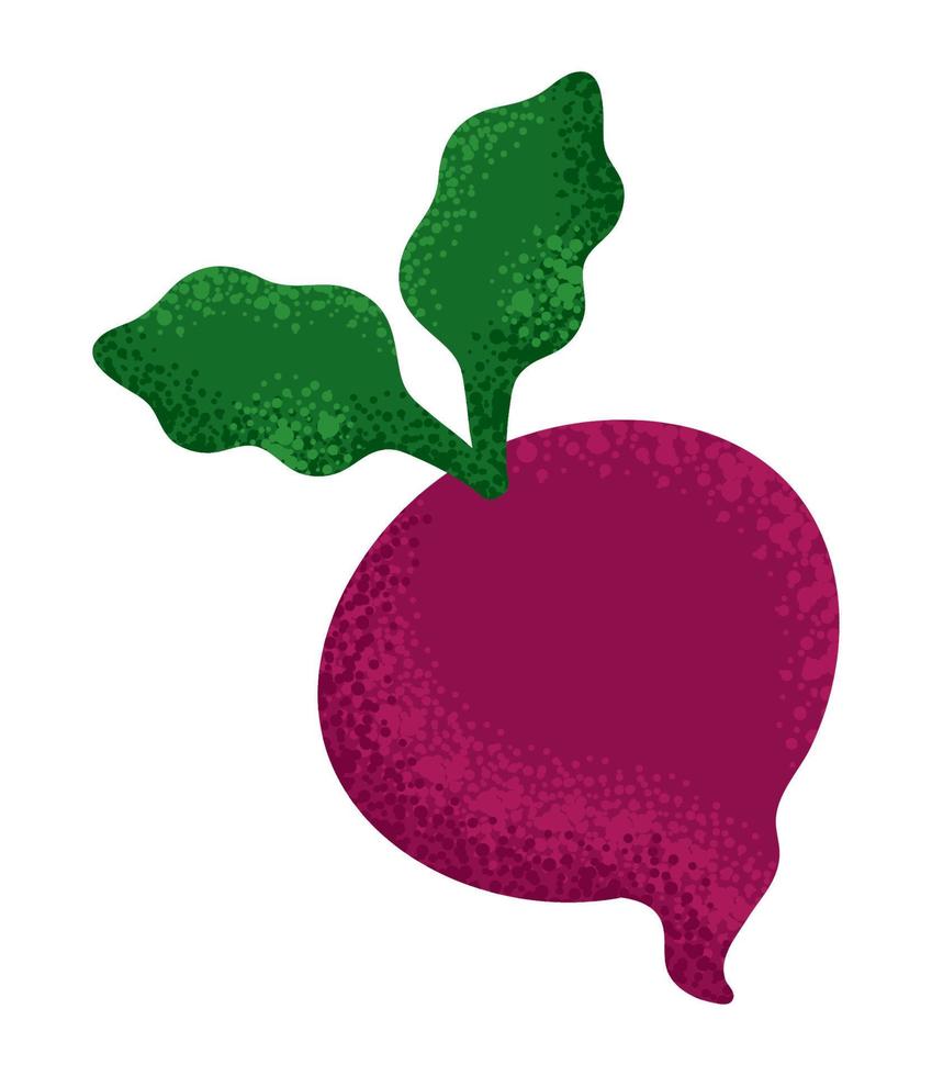 radish vegetable icon vector