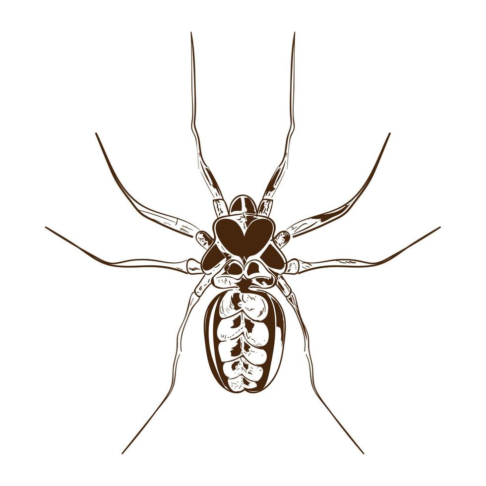 spider icon vector