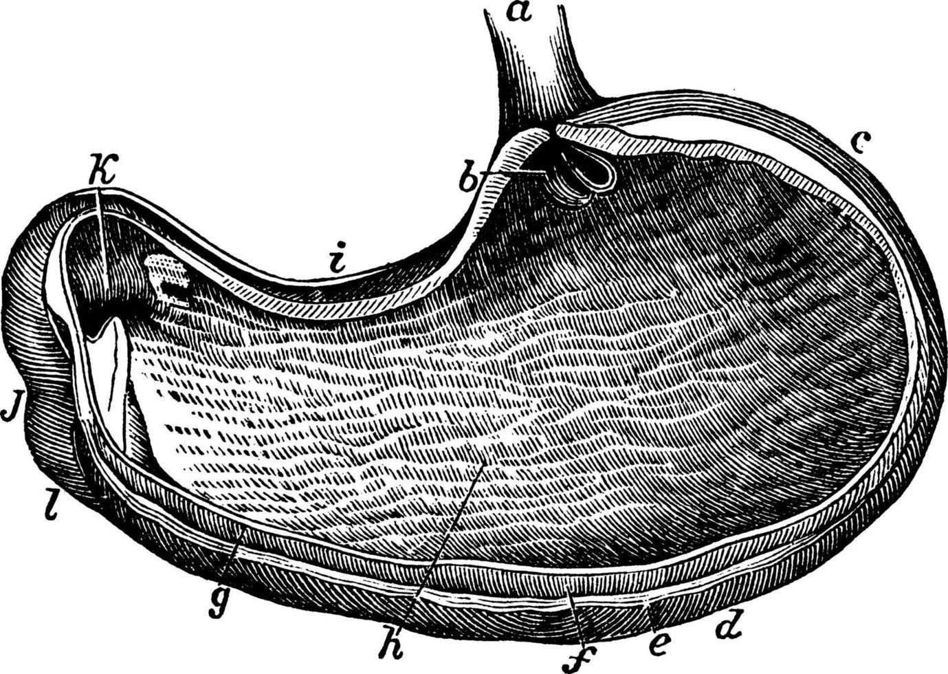 The Stomach, vintage illustration. vector