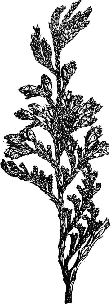 Thuja Standishii vintage illustration. vector