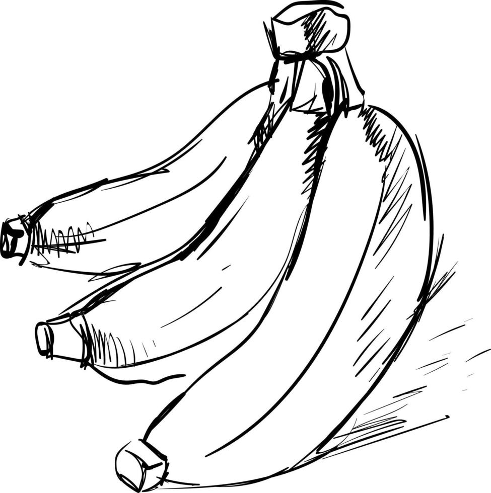 Banana drawing, illustration, vector on white background.