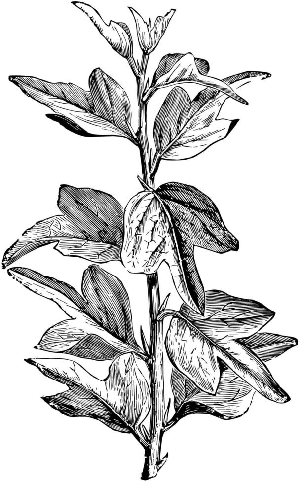 Branch of Curdrania Triloba in Juvenile State vintage illustration. vector