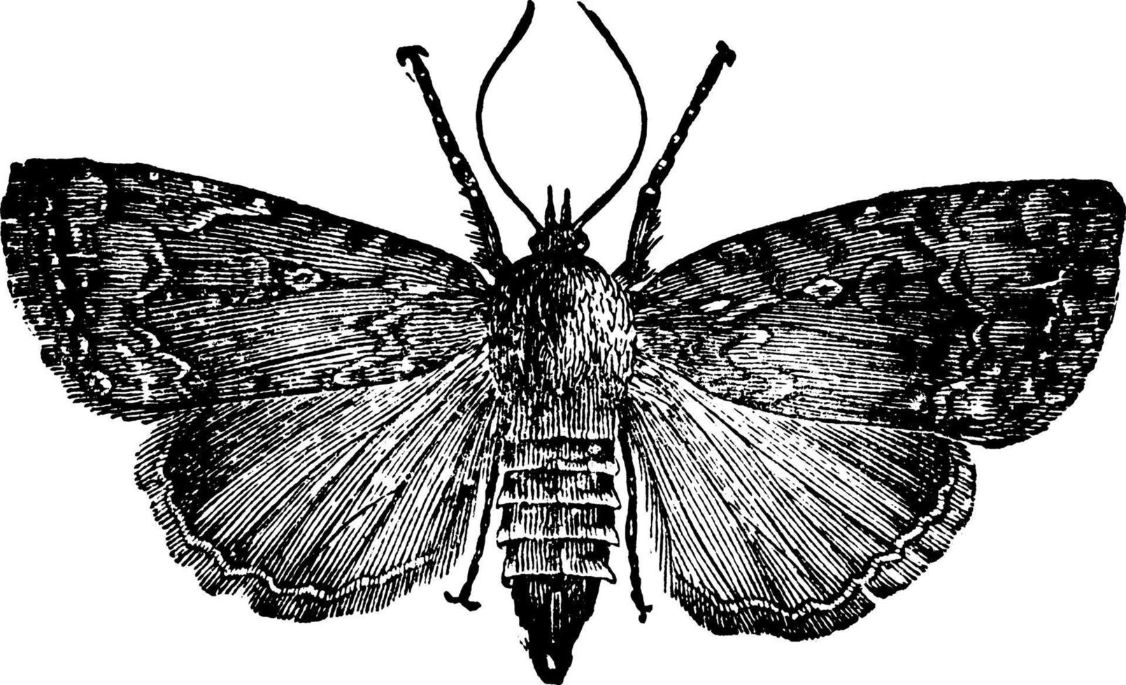 American Copper Underwing Moth, vintage illustration. vector