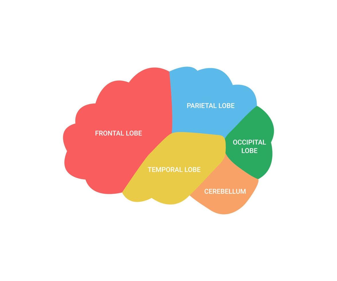 Lobes of brain human side view, cerebrum organ. Different areas of brain, frontal, parietal, occipital, temporal lobe and cerebellum. Cerebrum health. Vector illustration