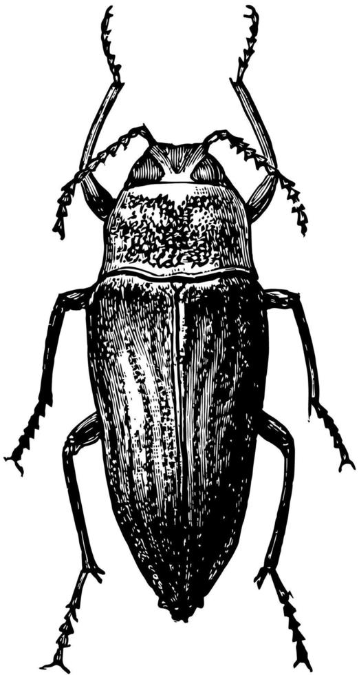 Metallic Wood Boring Beetle, vintage illustration. vector