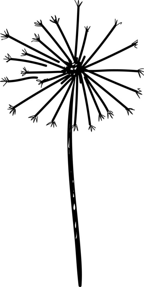 Dandelion sketch, illustration, vector on white background.