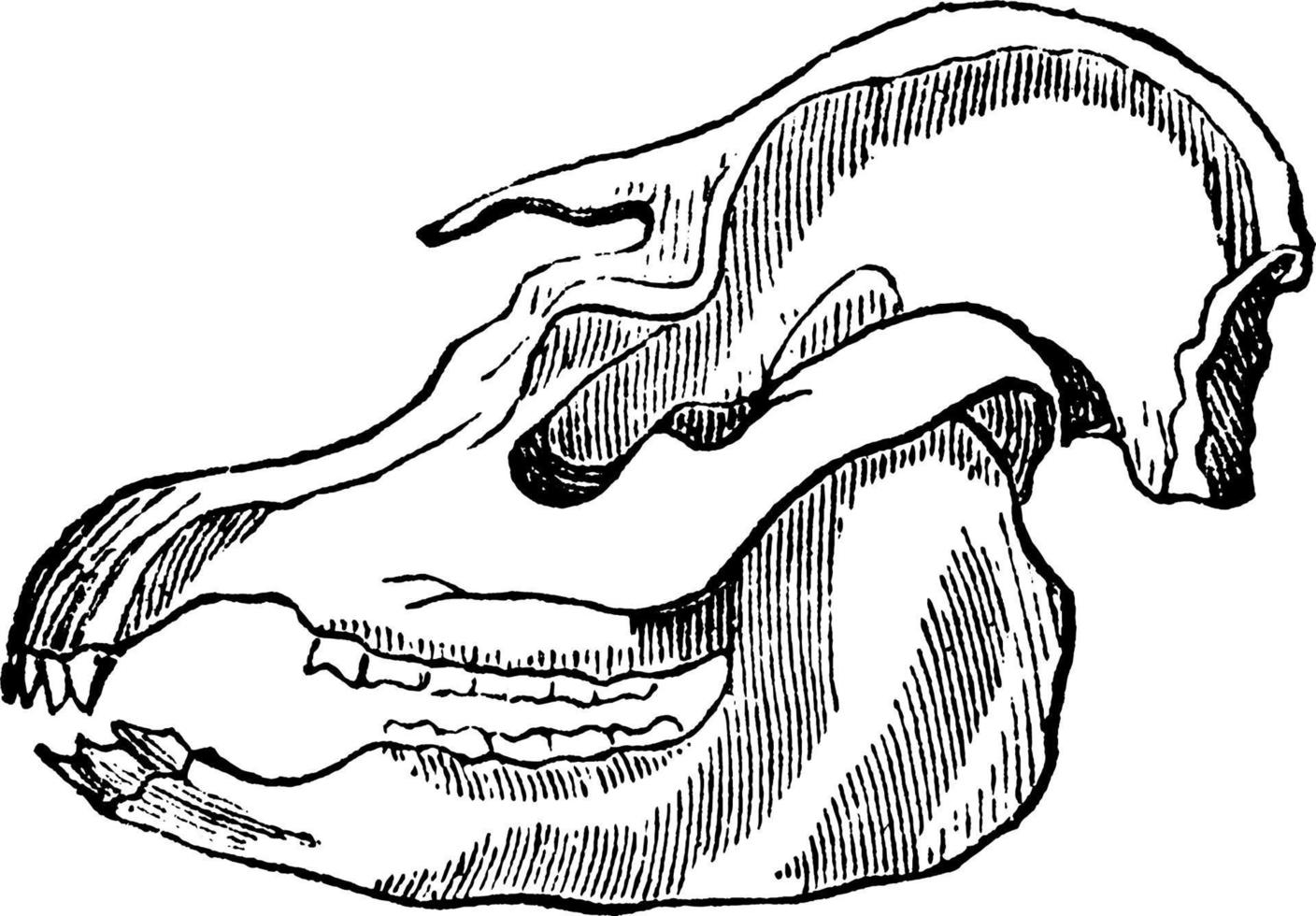 Tapir Skull, vintage illustration. vector