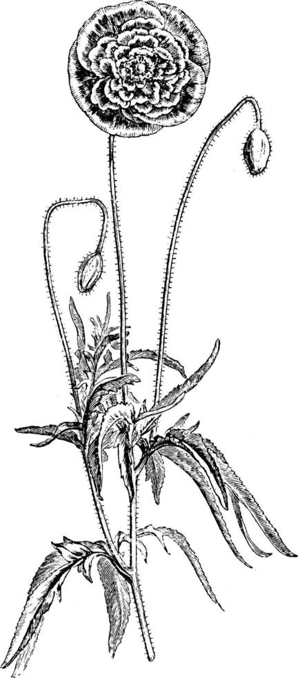común, flor, papaver, rhoeas, florepleno, amapola, hierba roja, tallo ilustración vintage. vector
