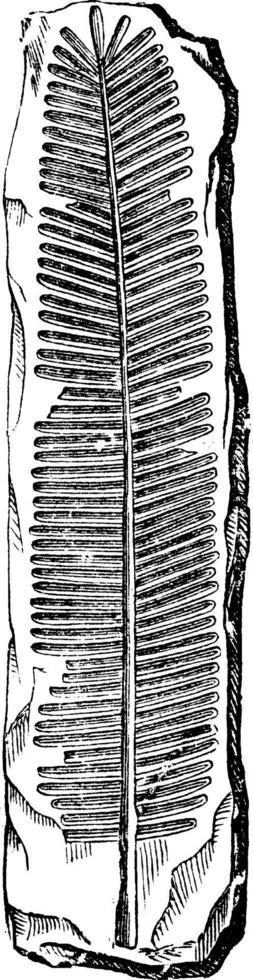 ilustración vintage fósil de helecho. vector