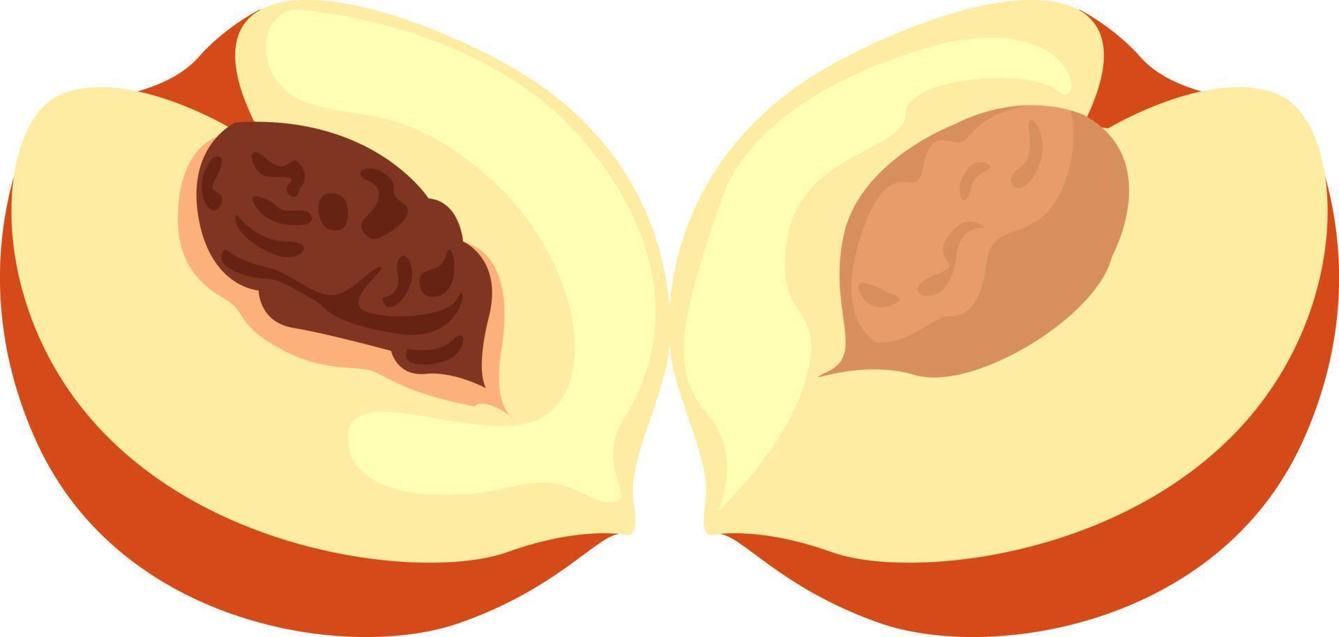 Peach in half, illustration, vector on white background