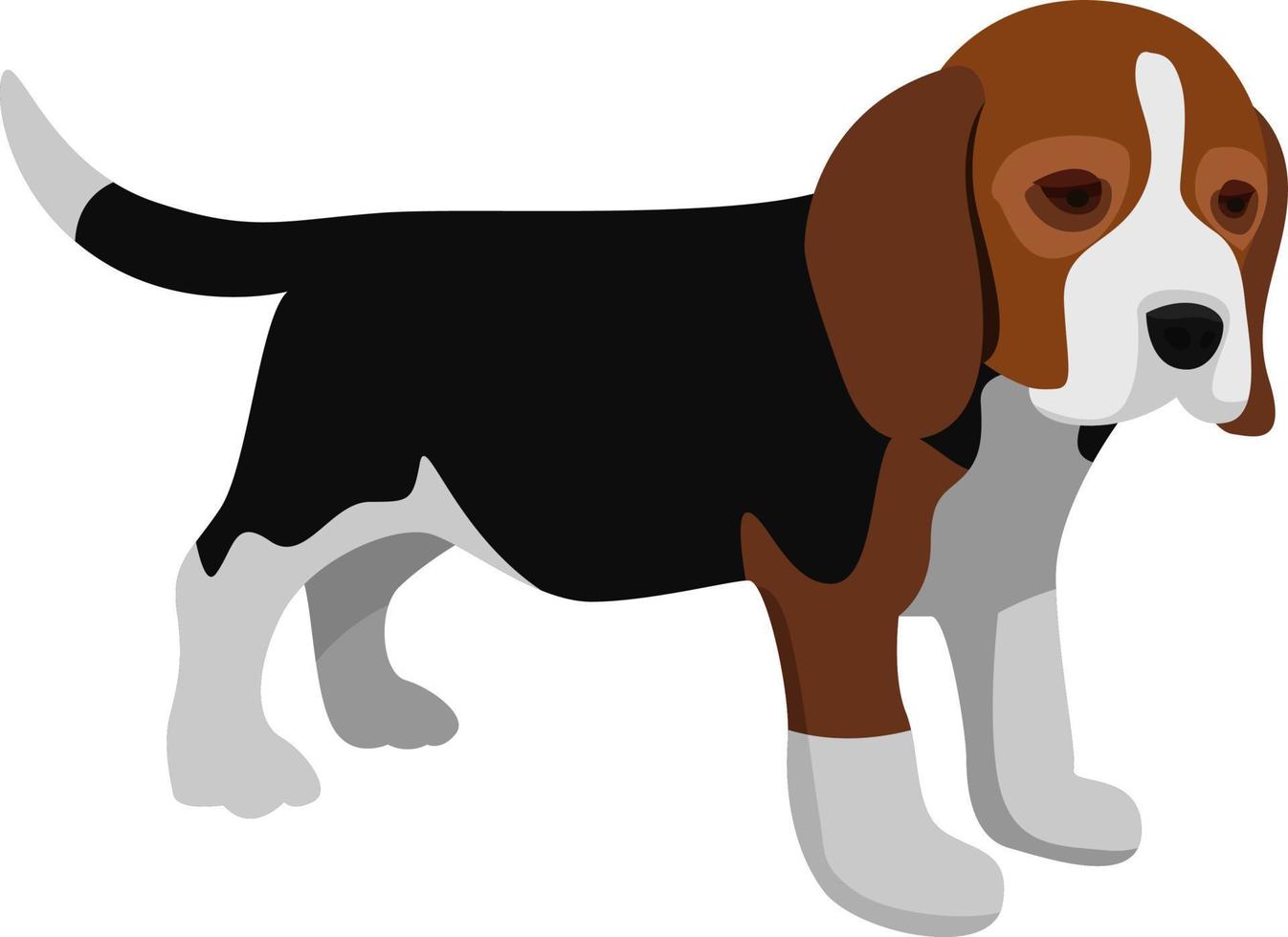 perro beagle, ilustración, vector sobre fondo blanco