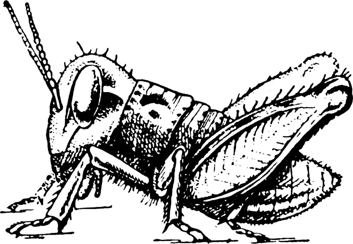 Locust development, vintage illustration. vector