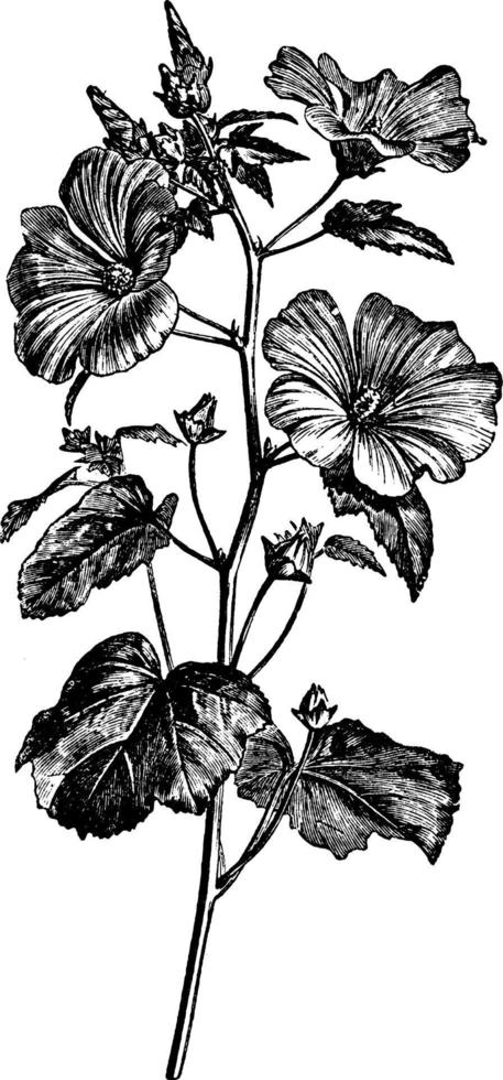 flor, lavatera, trimestris, pétalos ilustración vintage. vector