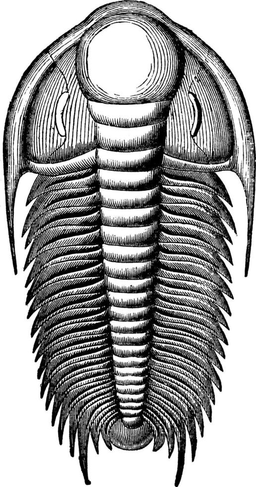 Trilobite, vintage illustration vector