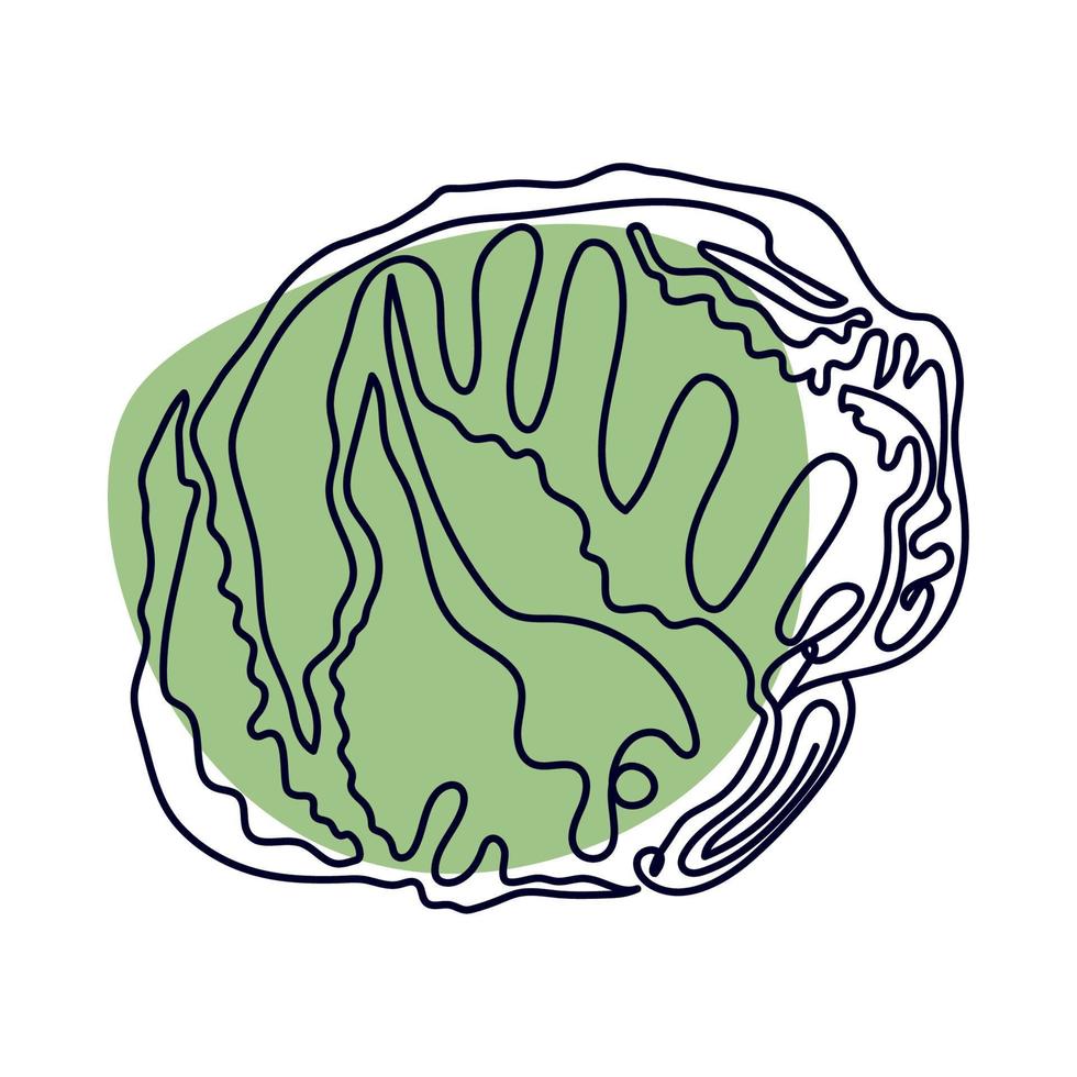 lettuce line drawing vector