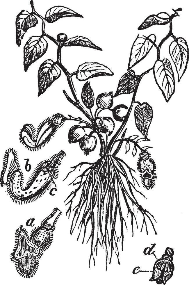 Aristolochia vintage illustration. vector