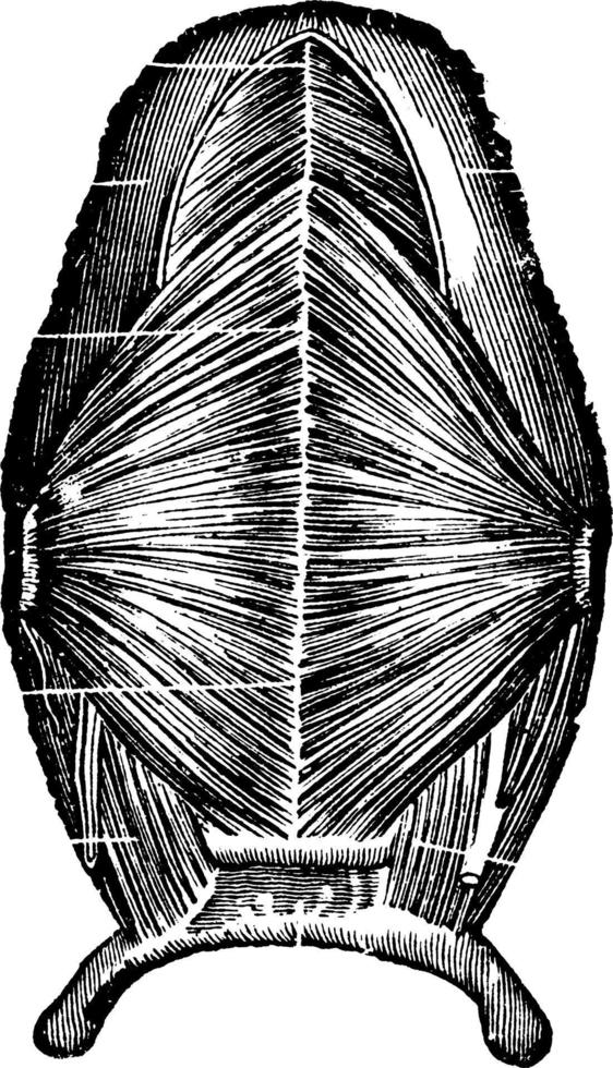 músculos de la lengua, ilustración antigua vector