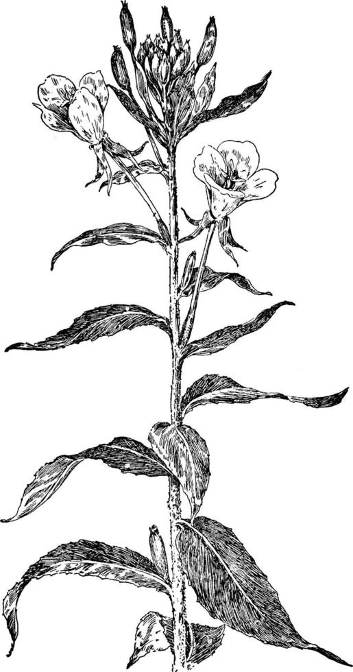 Common Evening Primrose vintage illustration. vector