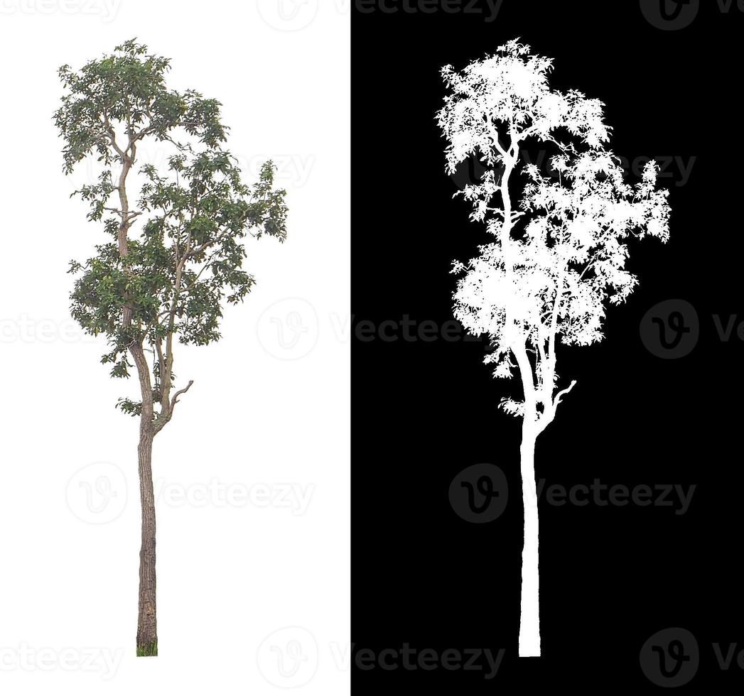 Tree on white picture background with clipping path, single tree with clipping path and alpha channel on black background photo