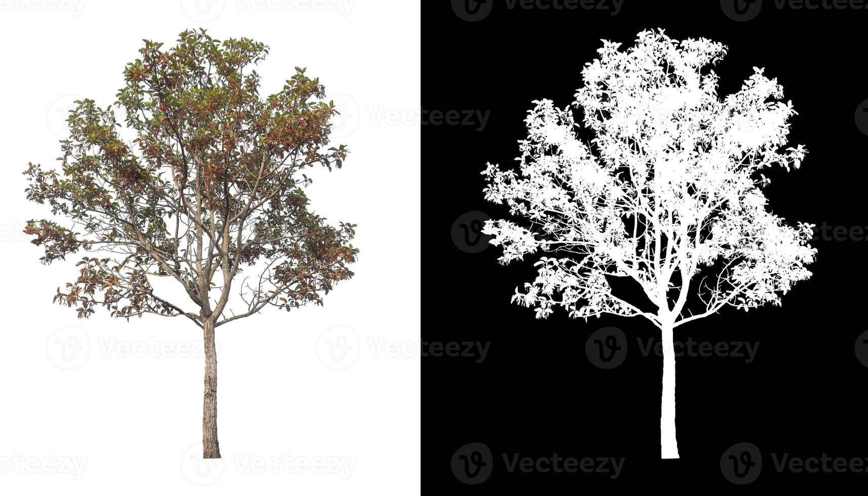 Tree on white picture background with clipping path, single tree with clipping path and alpha channel on black background photo