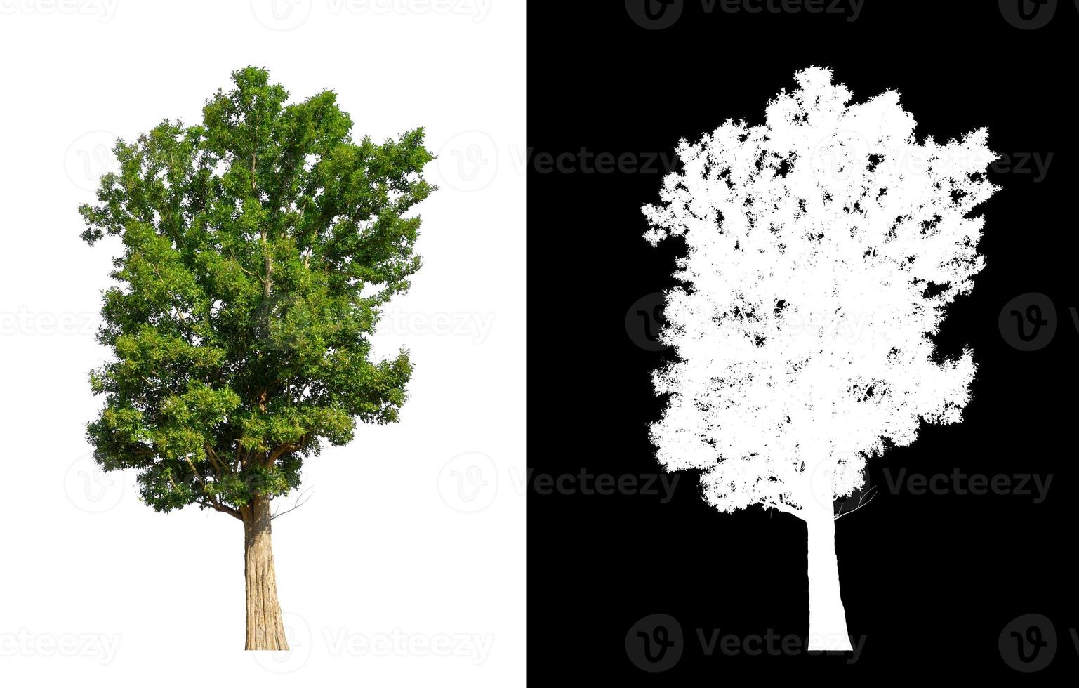 single tree with clipping path and alpha channel on black background photo
