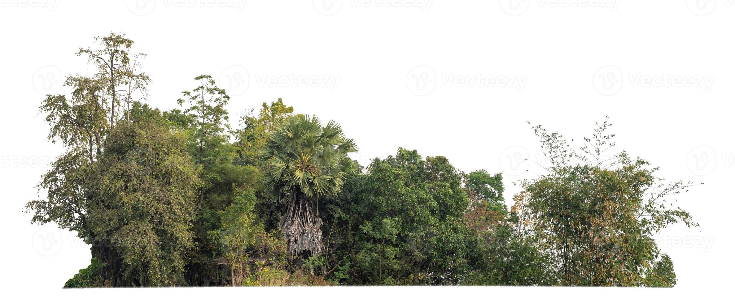 Green Trees isolated on white background.are Forest and foliage in summer for both printing and web pageswith cut path and alpha channel photo