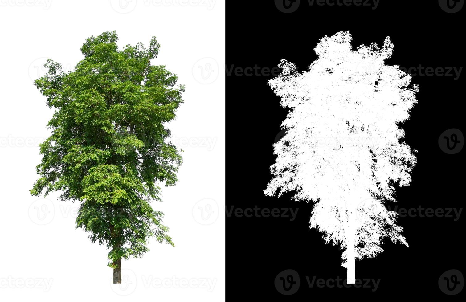 árbol único con trazado de recorte y canal alfa sobre fondo negro foto