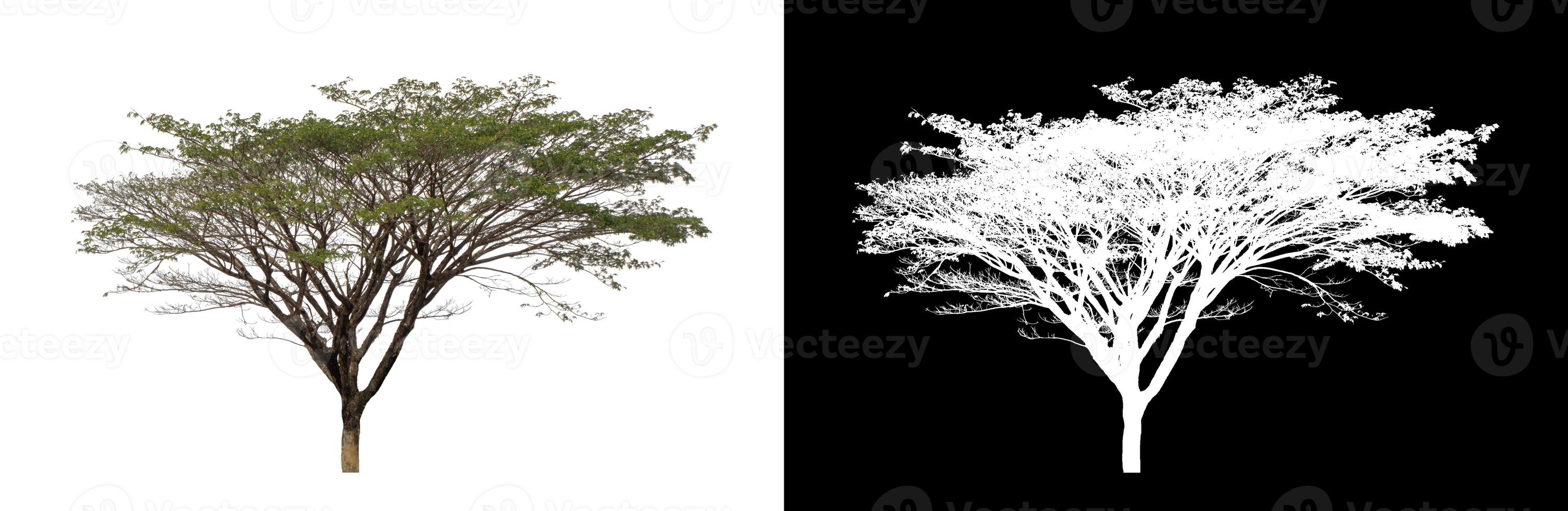 tree that are isolated on white background are suitable for both printing photo