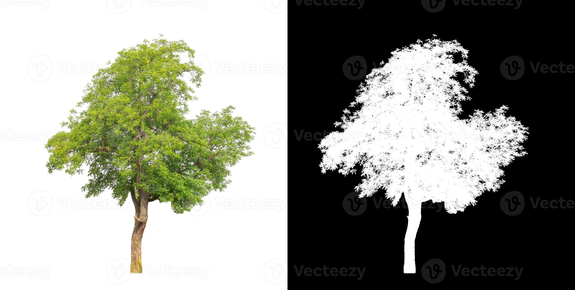 single tree with clipping path and alpha channel on black background photo