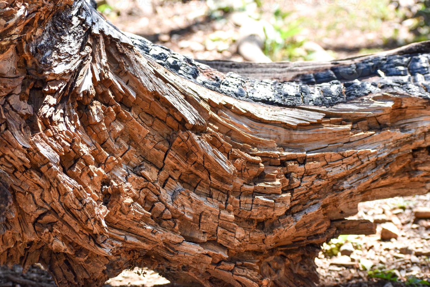 Fallen Tree Stump Background Texture photo