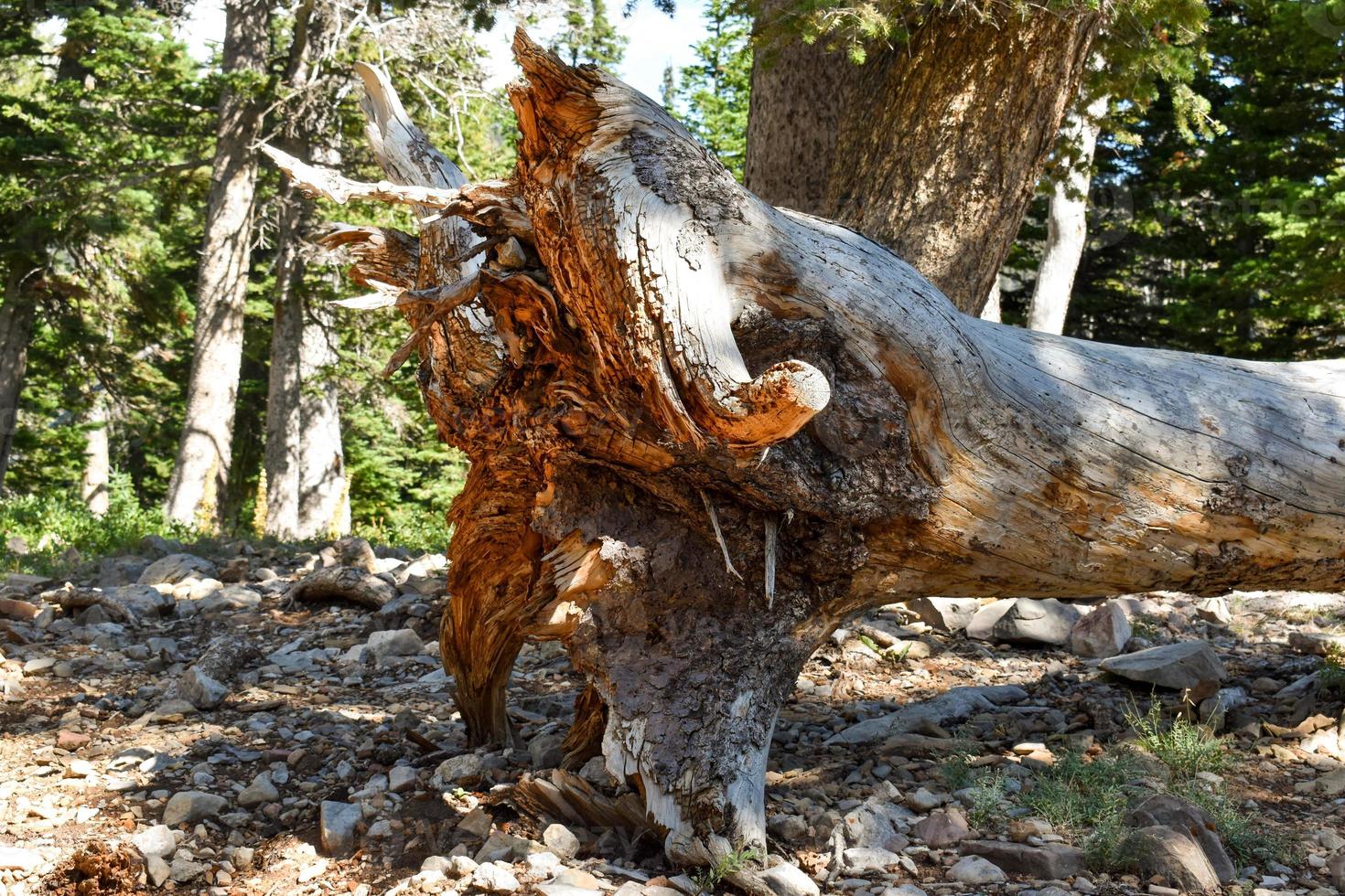 Fallen Tree In A Montana Forest photo