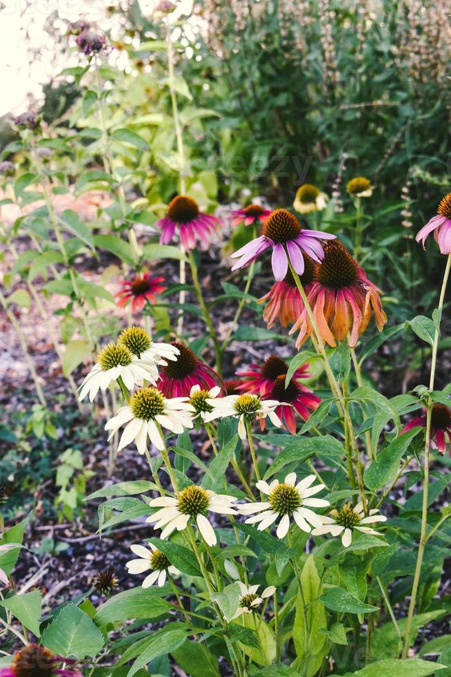 Echinacea Purpurea Purple Coneflower Pink, White And Orange Flowers photo
