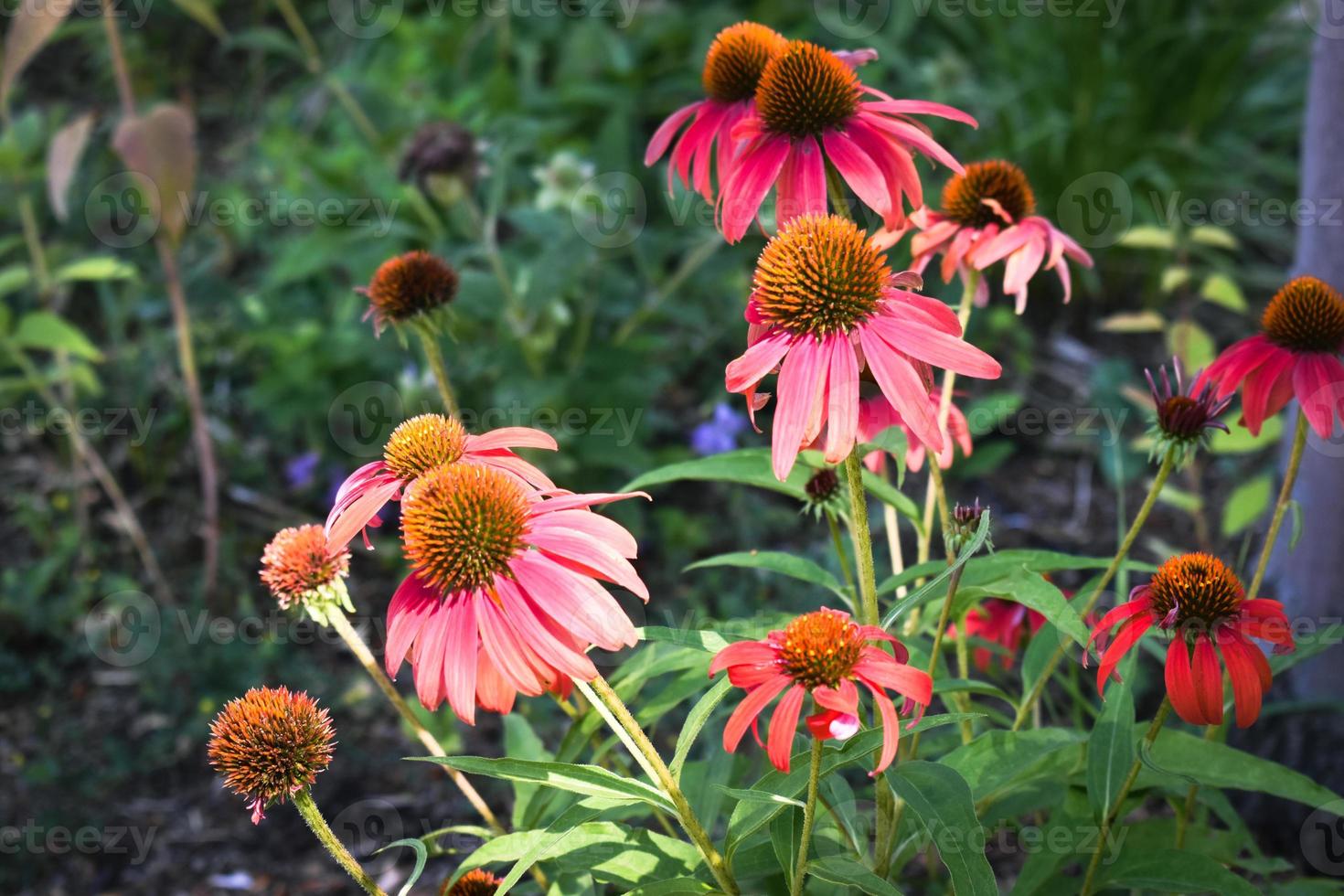 Echinacea Purpurea Purple Coneflower Pink Flowers photo