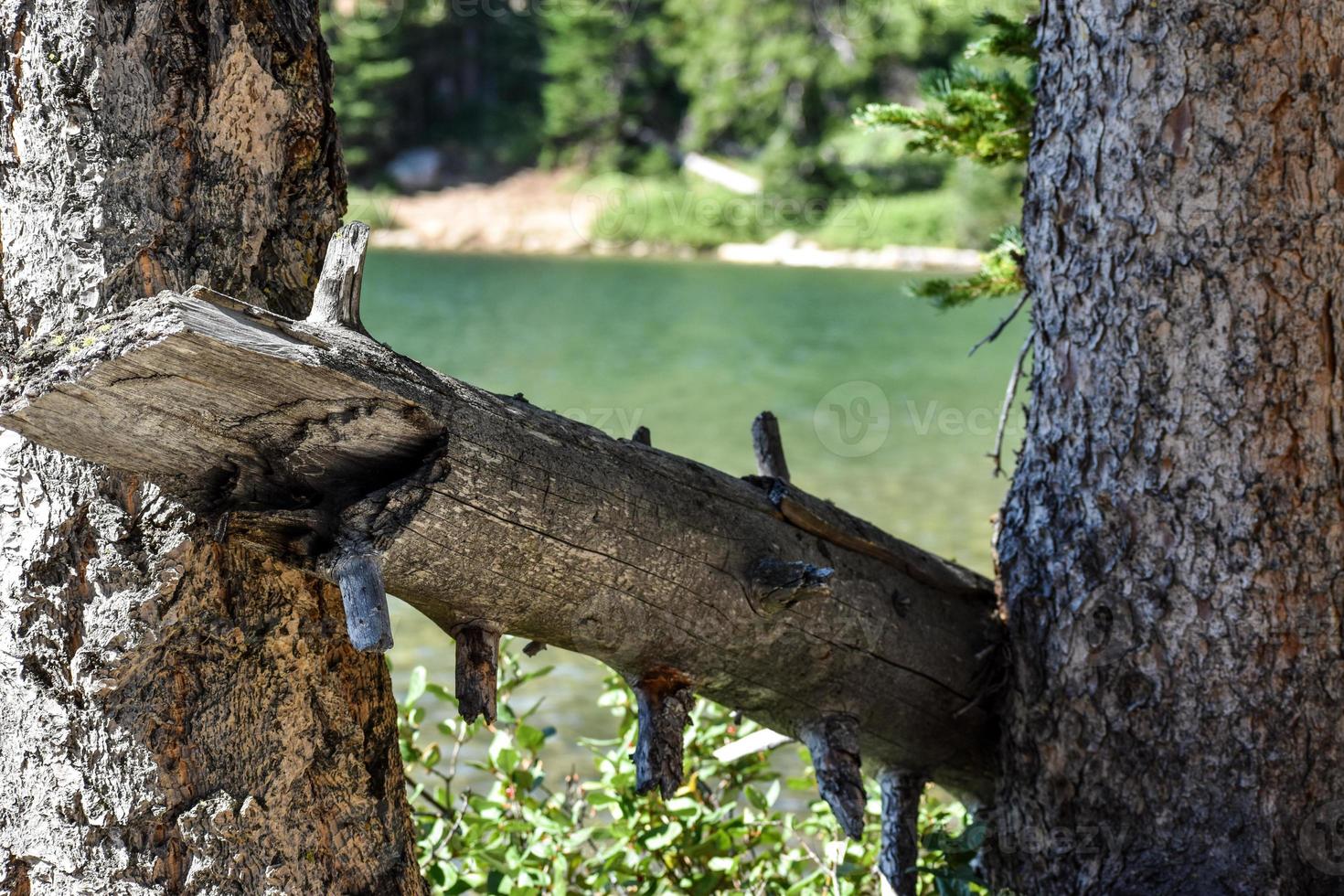 Broken Tree Limb Next To A Mountain Lake In Montana photo