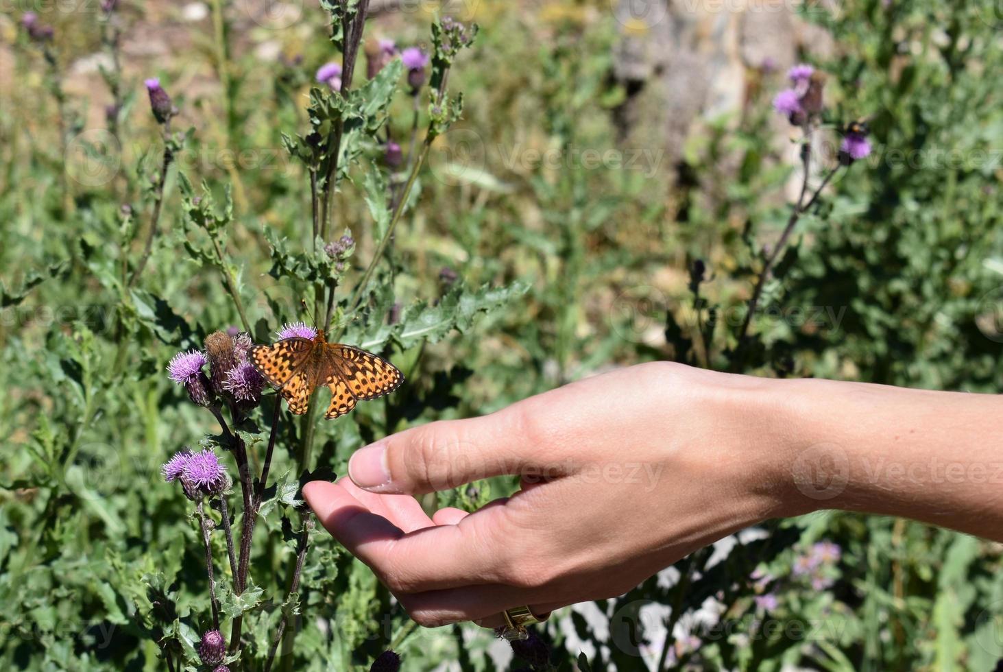 mano alcanzando una hermosa mariposa naranja y negra foto